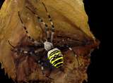 link thumbnail