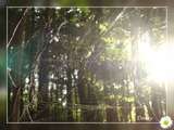link thumbnail