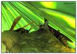link thumbnail