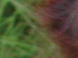 link thumbnail