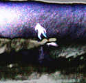 link thumbnail
