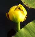 link thumbnail