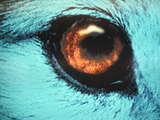 link thumbnail