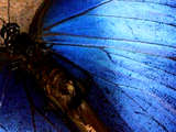 link thumbnail