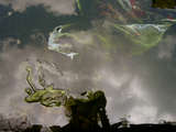 link thumbnail