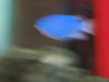 link thumbnail