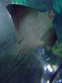 link thumbnail