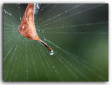 link thumbnail