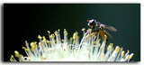 link thumbnail
