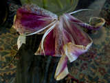 link thumbnail