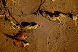 link thumbnail