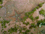 latest image thumbnail