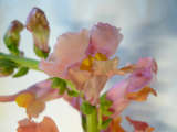 latest image thumbnail
