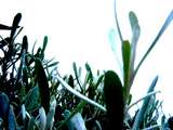 latest image thumbnail