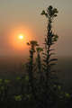 latest image thumbnail