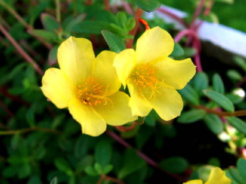 Flores Amarelas (Onze Horas) - Fotola.com