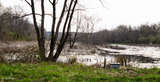 Frog pond latest image