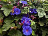 morning glory latest image