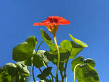 latest image thumbnail