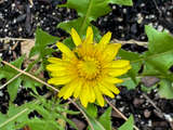 link thumbnail