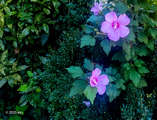 link thumbnail