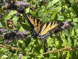 link thumbnail